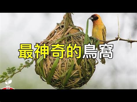 家中有鳥築巢 風水|鳥巢風水：居家好運密碼